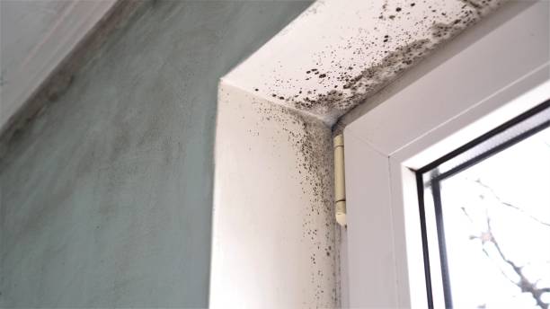 Best Emergency Mold Remediation  in Niwot, CO